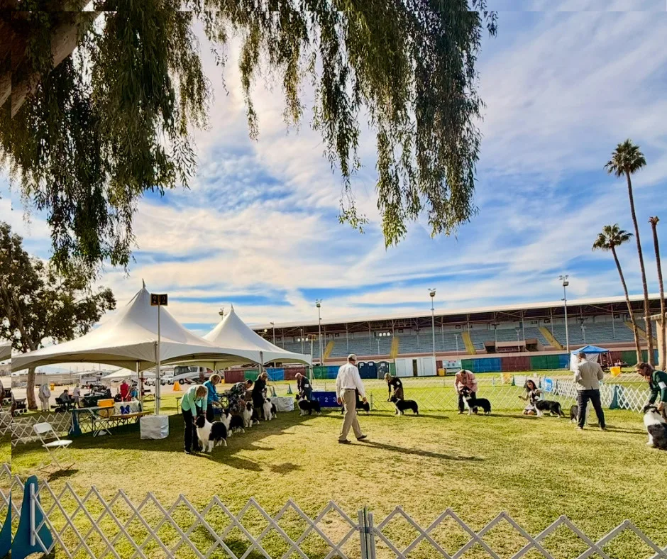 Never miss a dog show deadline Get alerts when entries open and close 2